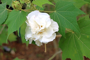 木芙蓉
