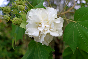 木芙蓉