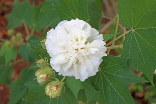木芙蓉