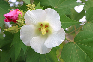 木芙蓉