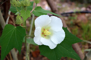 木芙蓉