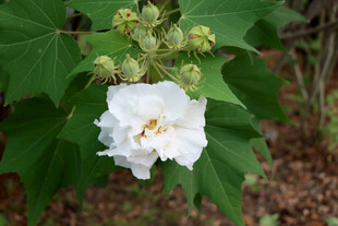 木芙蓉