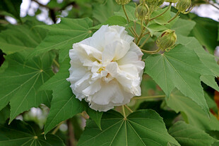 木芙蓉