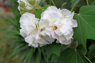 白色木芙蓉花