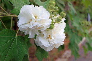 白色木芙蓉花
