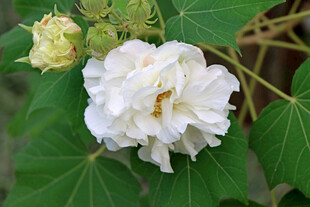 白色木芙蓉花