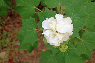 木芙蓉