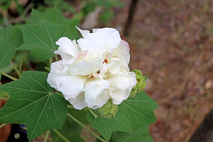 木芙蓉