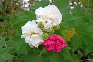 白色木芙蓉花