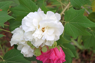 白色木芙蓉花