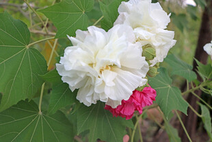 木芙蓉