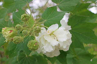 木芙蓉