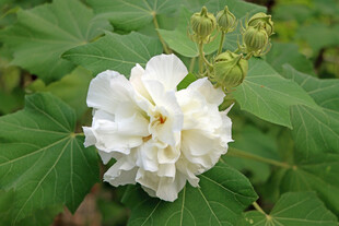 白色木芙蓉花