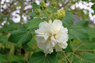 木芙蓉