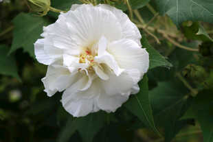木芙蓉