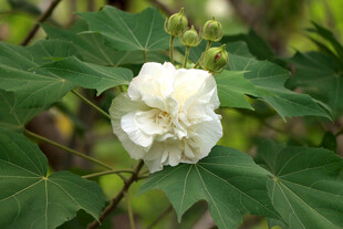 木芙蓉