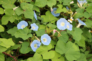 牵牛花