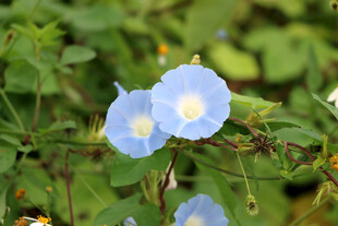 牵牛花