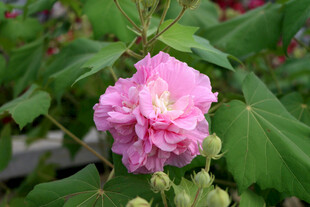 粉色木芙蓉花