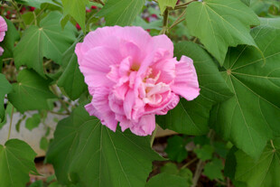 木芙蓉
