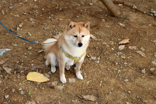 农村土狗