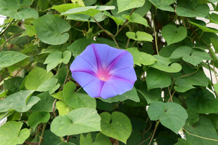 牵牛花