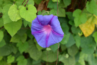 牵牛花