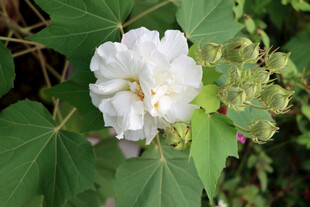 木芙蓉