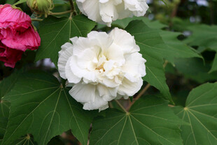 木芙蓉