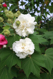 木芙蓉