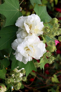 木芙蓉