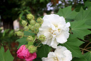 木芙蓉