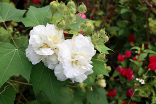 木芙蓉