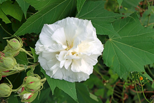 木芙蓉