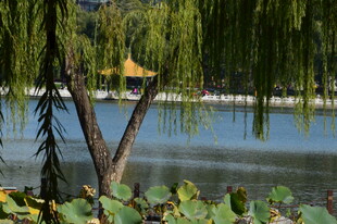 公园风景  