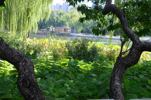 公园风景  