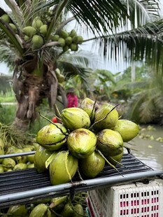 椰子栽培