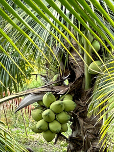椰子栽培