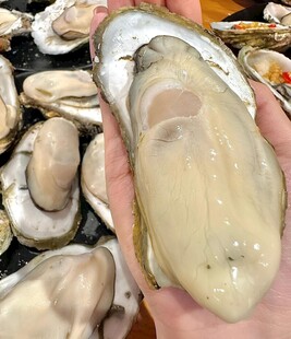 生蚝
