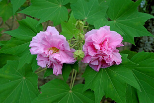 木芙蓉