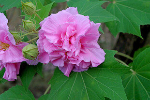 粉色木芙蓉花