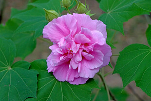 粉色木芙蓉花
