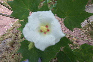 白色木芙蓉花