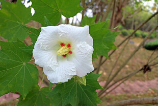 木芙蓉