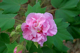 粉色木芙蓉花