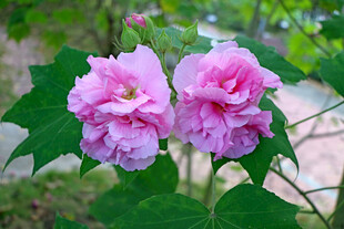 粉色木芙蓉花