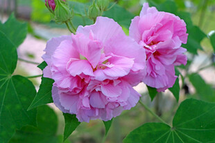 粉色木芙蓉花