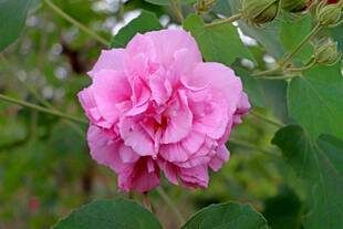 木芙蓉
