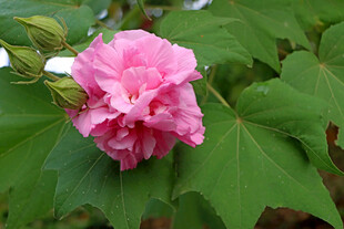 木芙蓉
