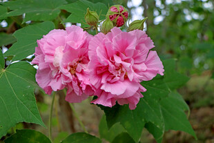 木芙蓉